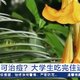 大学生听信曼陀罗种子能祛痘吃后进ICU 