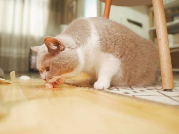 超好吃的宠物冻干