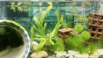 苹果螺吃蔬菜，黑壳虾不除藻，黄米奇生宝宝--我的鱼缸
