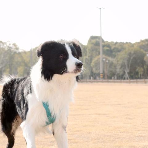 聊聊我家的宠物--边境牧羊犬（五）