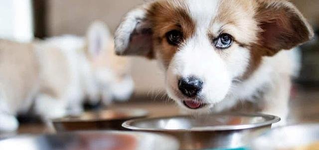 狗自制每日喂食量按照体重比例 靠谱吗 宠物用品 什么值得买