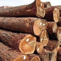 木材涨价家具厂被迫关门，业内人士：木材涨价或成必然趋势