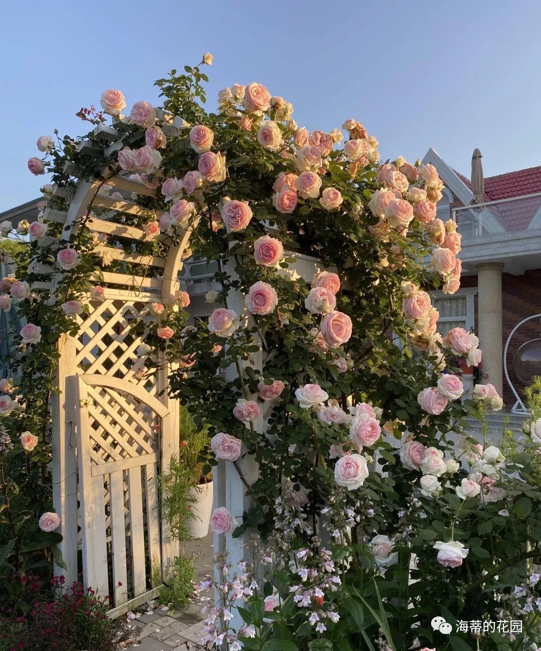 上海 60后姐姐退休后坚持追梦，用5年打造开满玫瑰的大花园