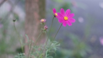 伪评测森宝樱花