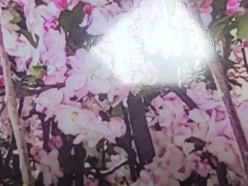 兄弟T425w照片纸打印效果