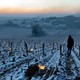 葡萄酒要涨价了?这场近十年最大的霜冻重创法国葡萄园