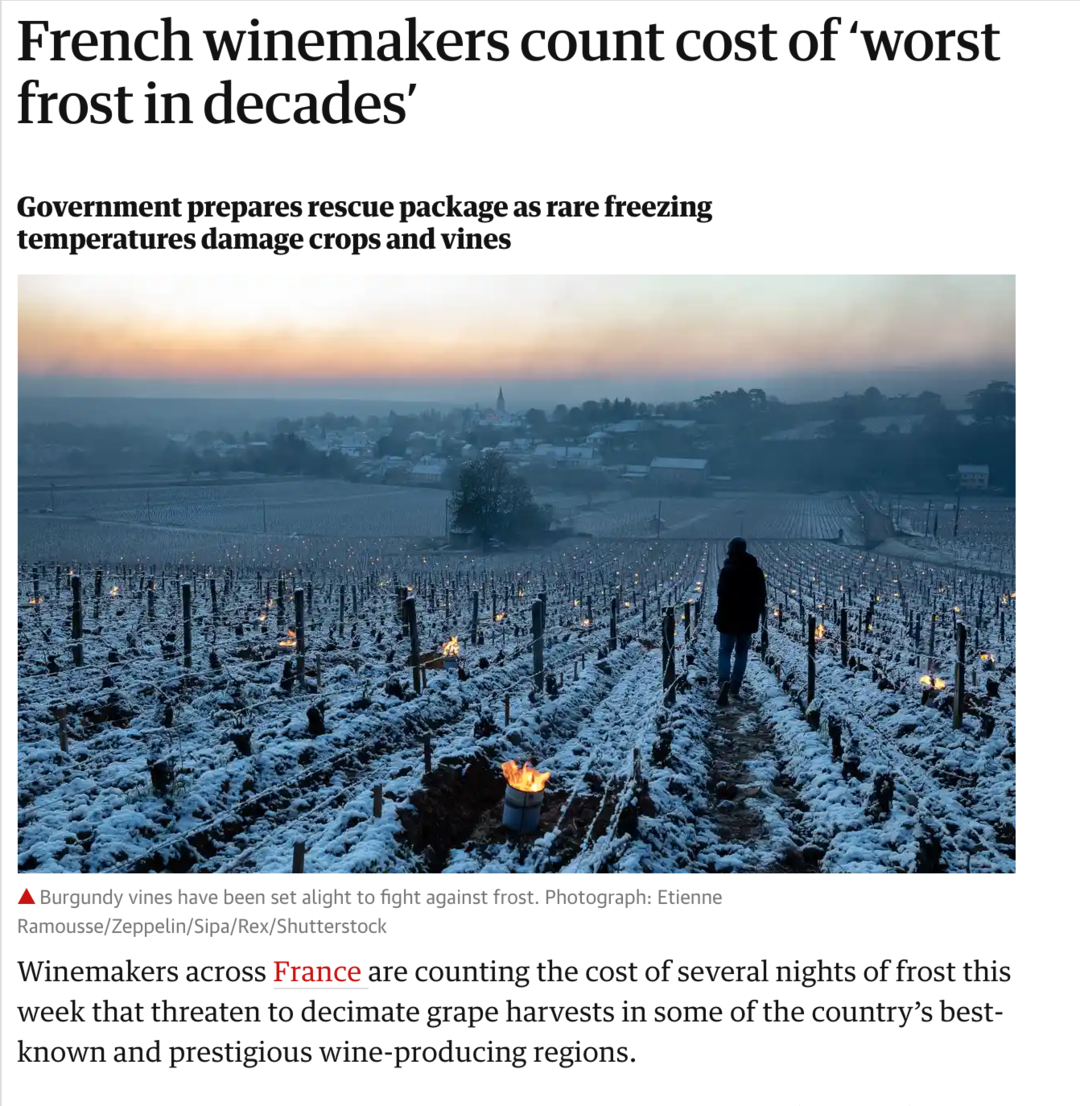 葡萄酒要涨价了?这场近十年最大的霜冻重创法国葡萄园