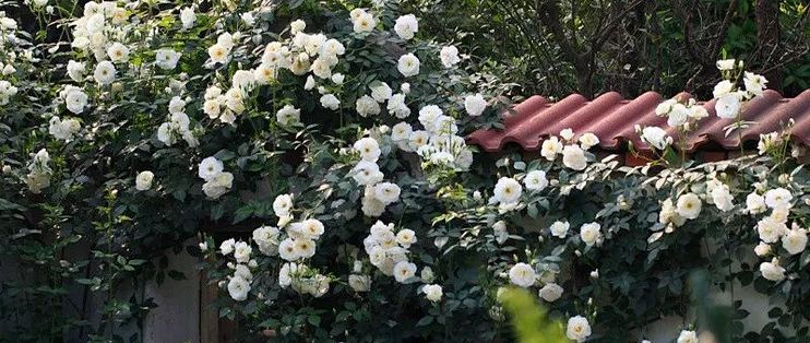 养护问题答疑 少刺浓香月季品种推荐及团购 月季爆盆技巧 盆栽 什么值得买