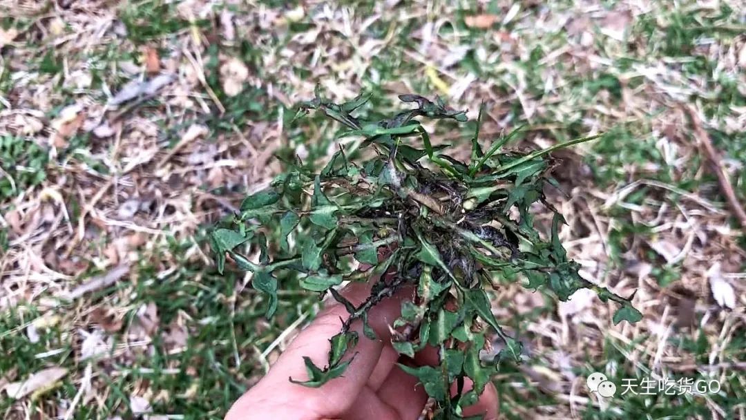 沈阳人心爱的春季野菜，这样吃才不辜负！