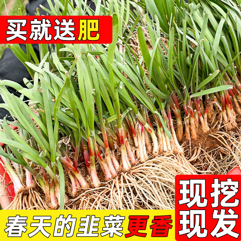 阳台养花系列-介绍几种适合阳台生存（够皮实）香料植物