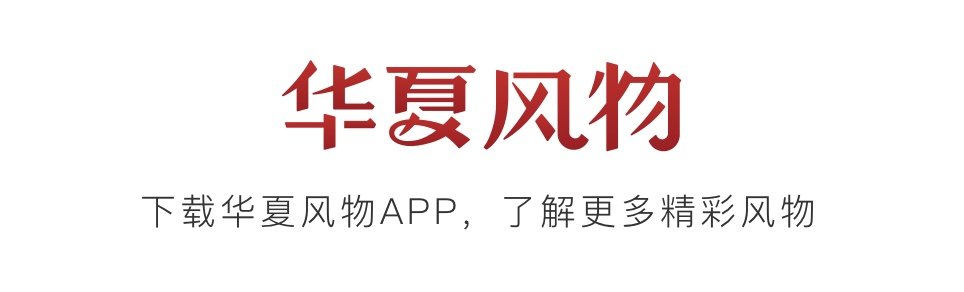 产自西双版纳，甜度在20°以上的菠萝，你吃过吗？