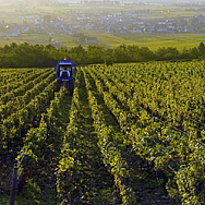 你不可不知的勃艮第8个“超一级园”