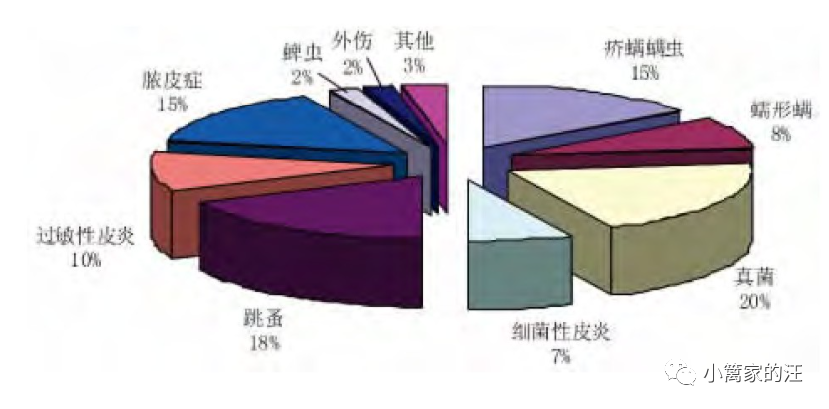 为什么我家狗总是挠？而其他狗没有？（外文翻译）