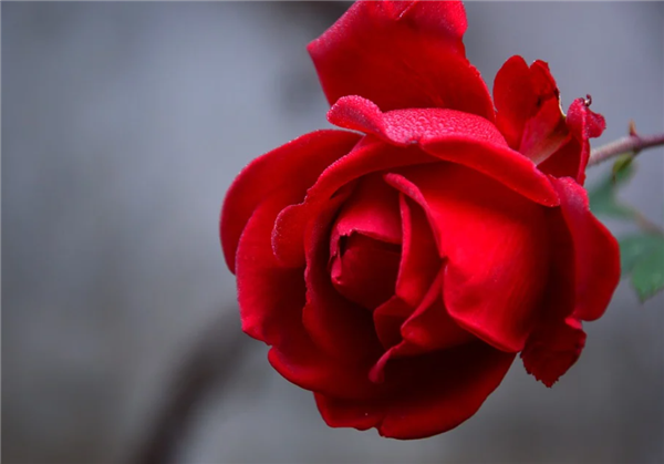 近40亩食用玫瑰进入盛开，云南大学食堂推出玫瑰宴