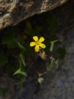 石缝中的小花