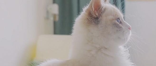 新手养猫攻略丨春夏换季猫咪不爱喝水怎么办 这几招让猫咪多喝水 宠物零食 什么值得买