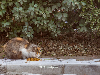 那些年我拍过的猫 篇2-阿花们