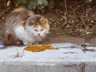 那些年我拍过的猫 篇2-阿花们