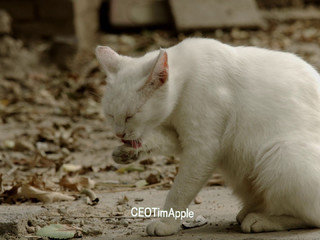 那些年我拍过的猫 篇3-小白们