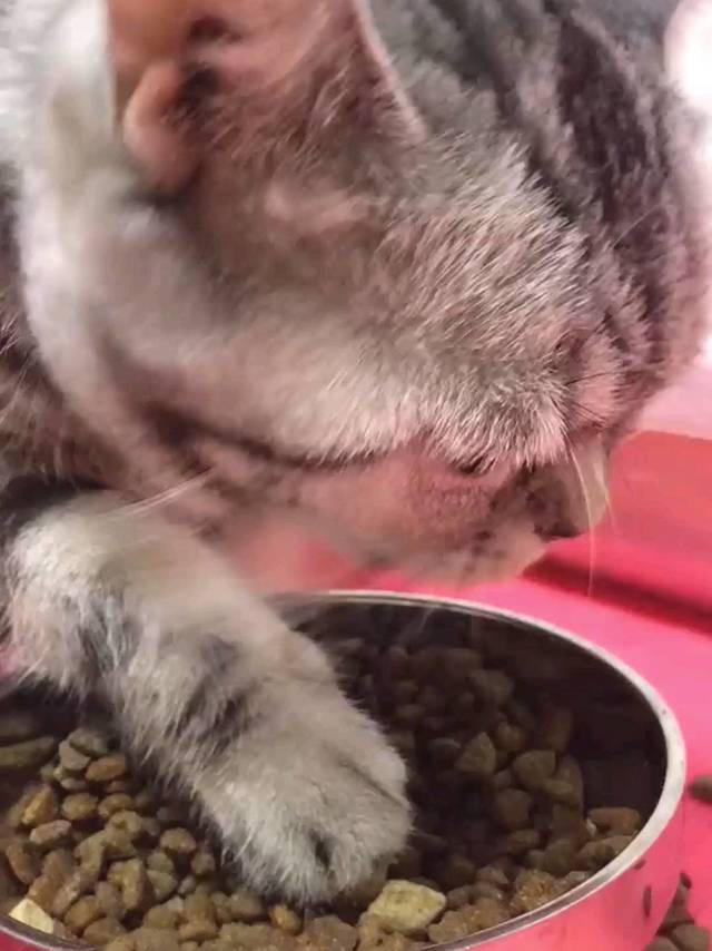 开始了 干饭喵！吃完后 是不是开始打工喵