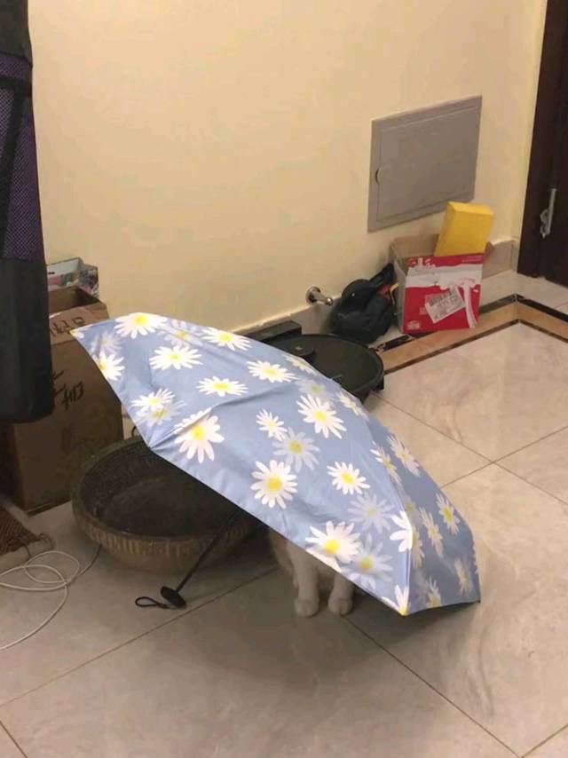 晴雨双用 还成了乖乖的栖息地 太搞笑了！