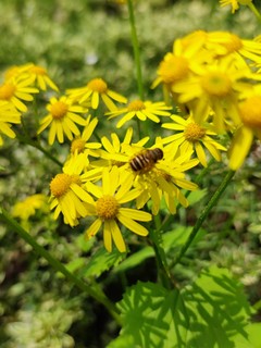 春天的气息扑面而来，蜜蜂早早的起来采蜜