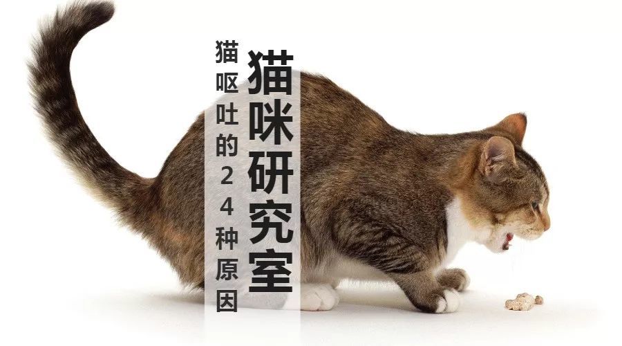 猫吐了的最常见的24种原因是什么？（收藏级）