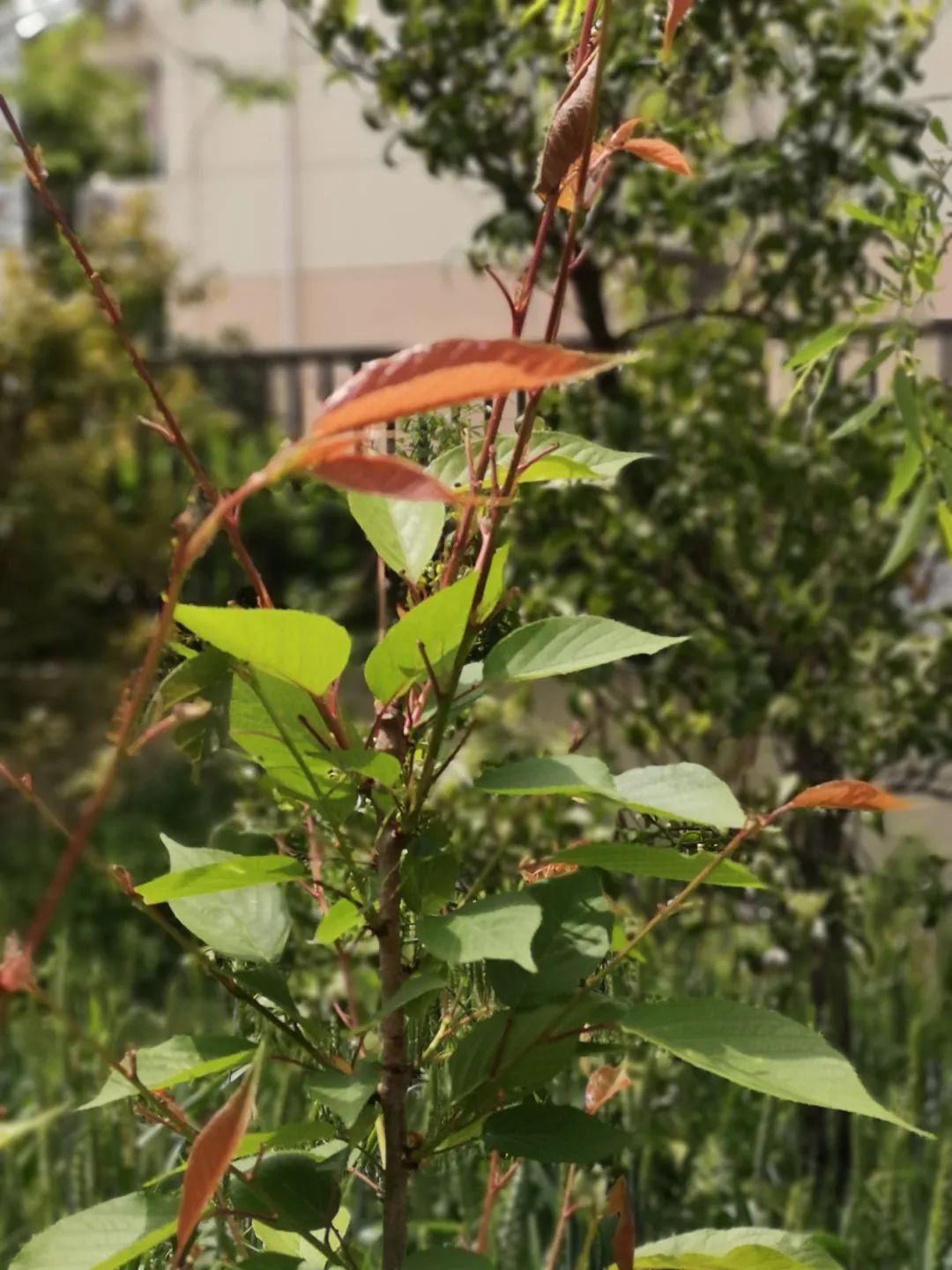 从一棵树开始观察世界，低年级儿童自然观察记录进阶记～