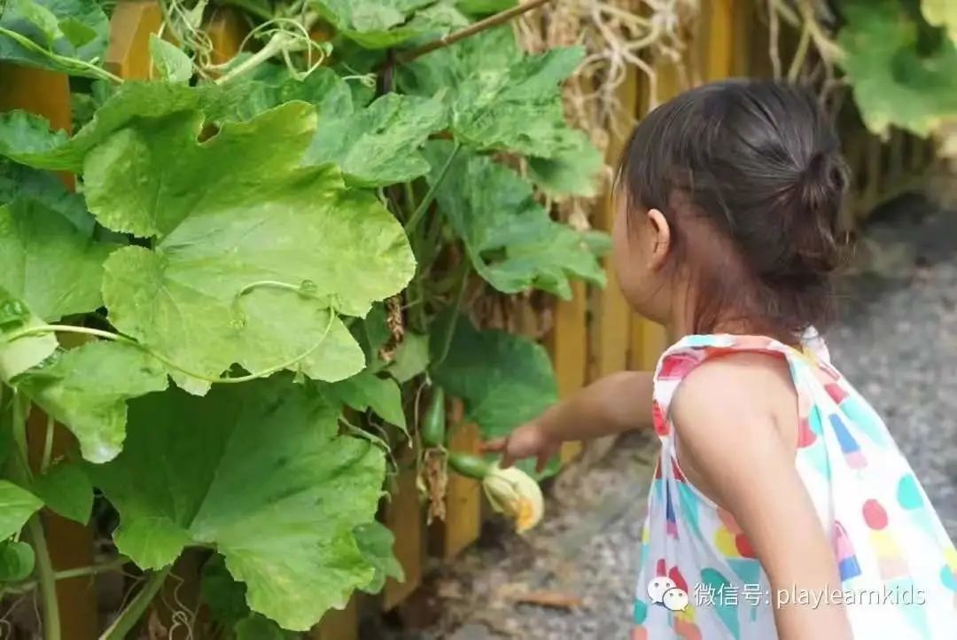 从一棵树开始观察世界，低年级儿童自然观察记录进阶记～