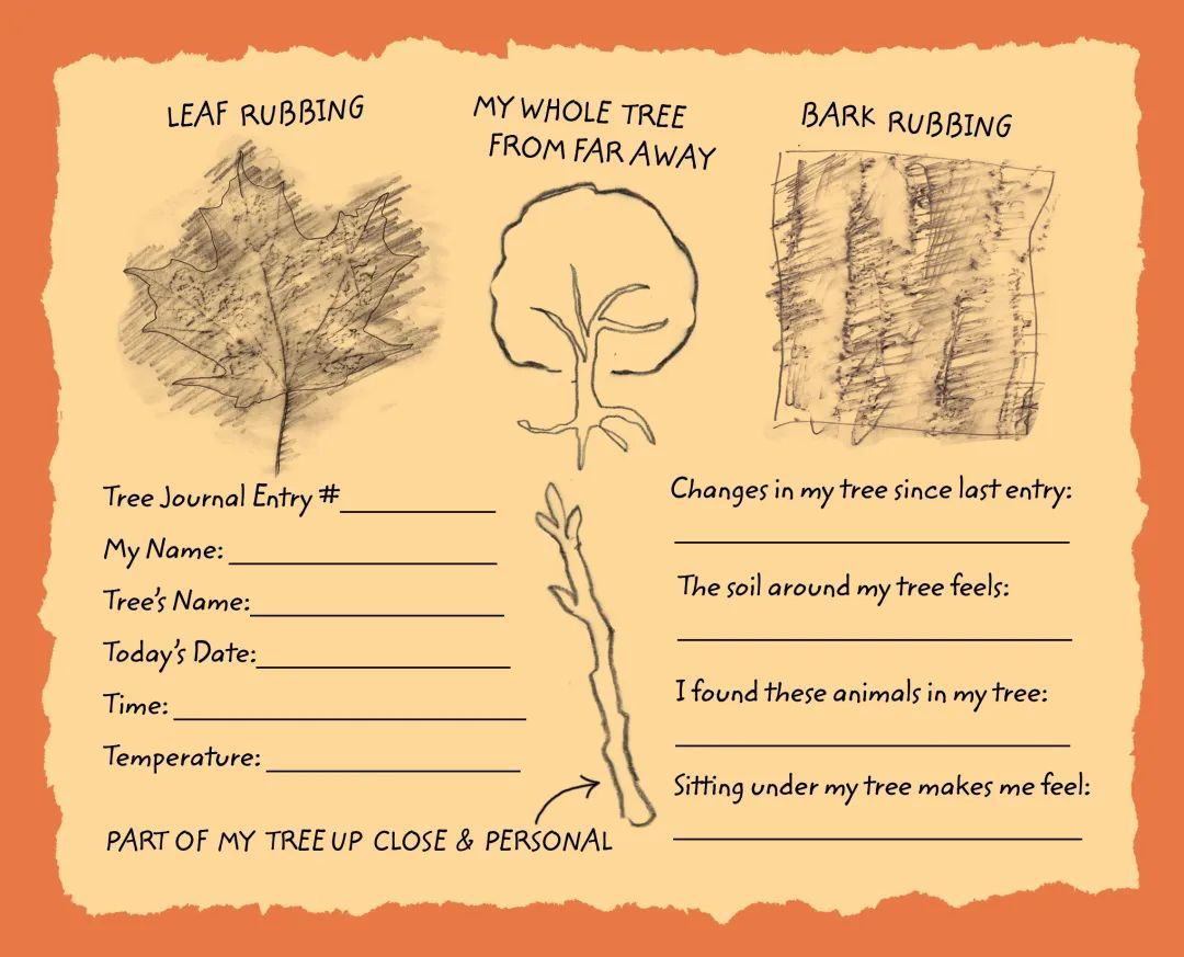 从一棵树开始观察世界，低年级儿童自然观察记录进阶记～