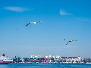 赫尔辛基的大海、天空和海鸥