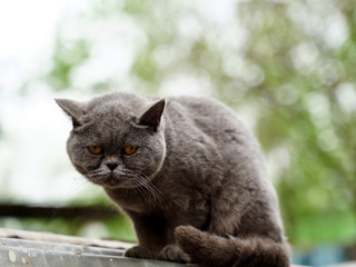 春天偶遇小野猫之一