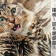 猫咪得了感冒怎么办？猫的感冒和人的感冒完全不一样