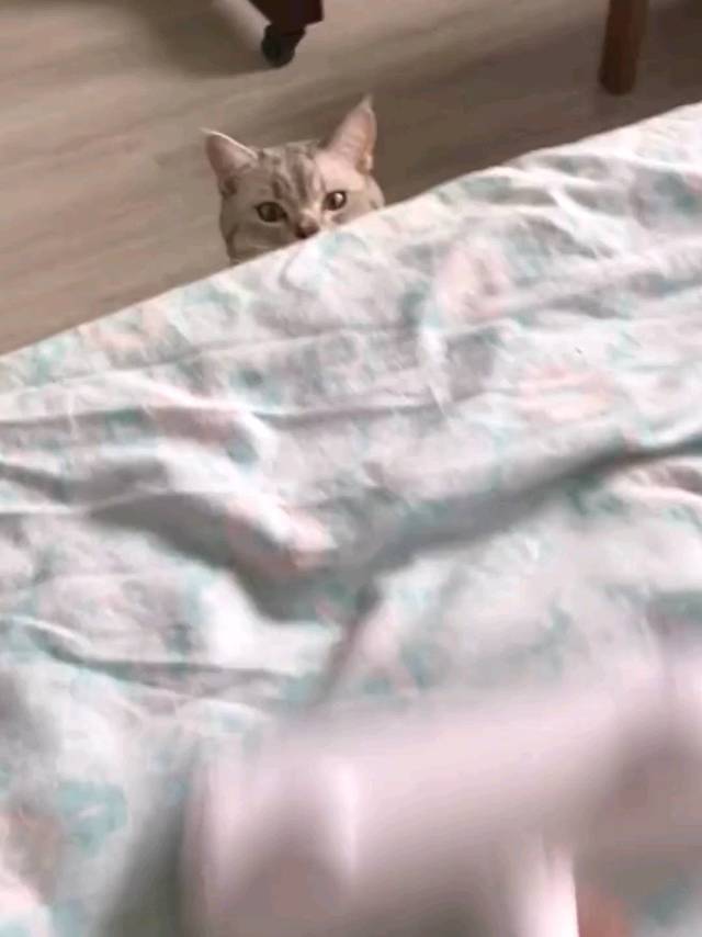 自从家里养了猫 到处都是毛 那是因为缺它