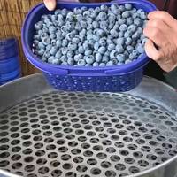 原来蓝莓也是层层筛选出来的 怪不得卖的贵