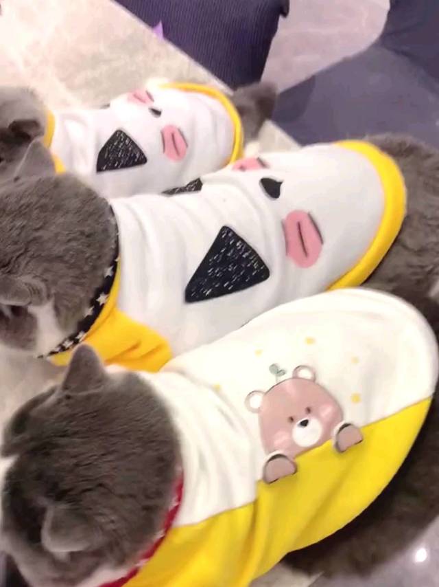 别以为你们换了衣服我就认不出你们来了！喵