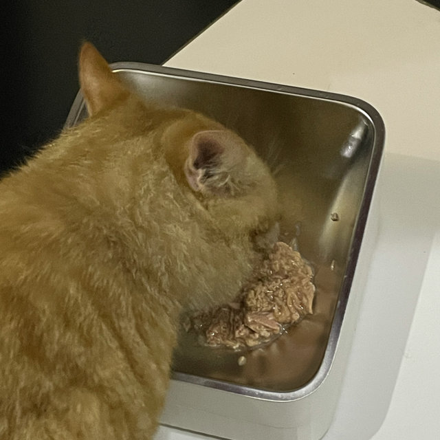 猫大人能吃得下的高性价比猫罐头