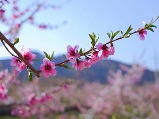 用索尼微单留住春天的样子