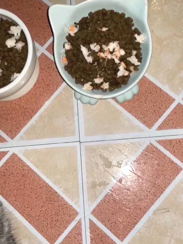 怎么减肥？多养几只这样的猫你就知道了！