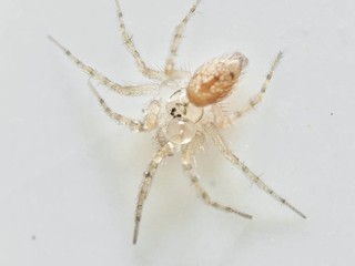 这么小的蜘蛛身上的水珠也能清晰拍到