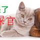 铲屎官，准备领回你的宠物吧！盘点中国十大最受欢迎的猫狗CP
