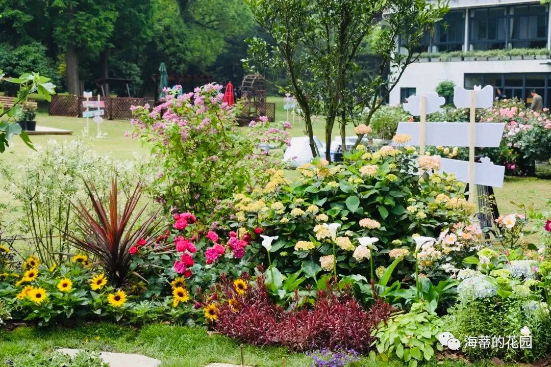 造园记｜5天时间，我们为自闭症儿童打造了座100平的花园，鲜花盛开，蔬果齐全