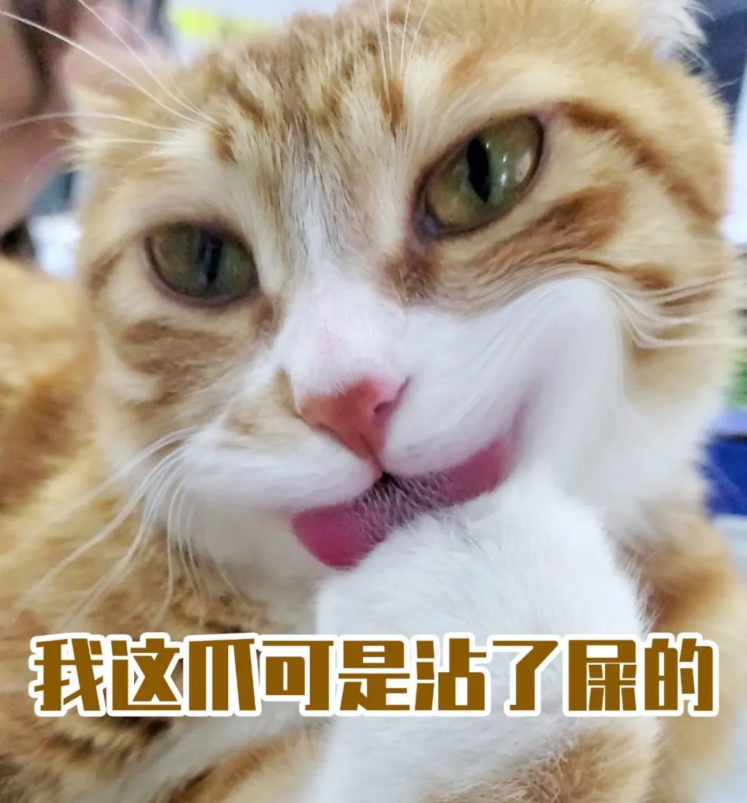 跟风对着猫张大嘴，结果被我家猫涂了一嘴猫屎...