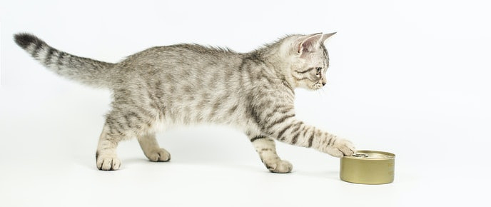 小李子6种口味猫罐头测评 小李子猫罐头都有什么口味的 什么值得买