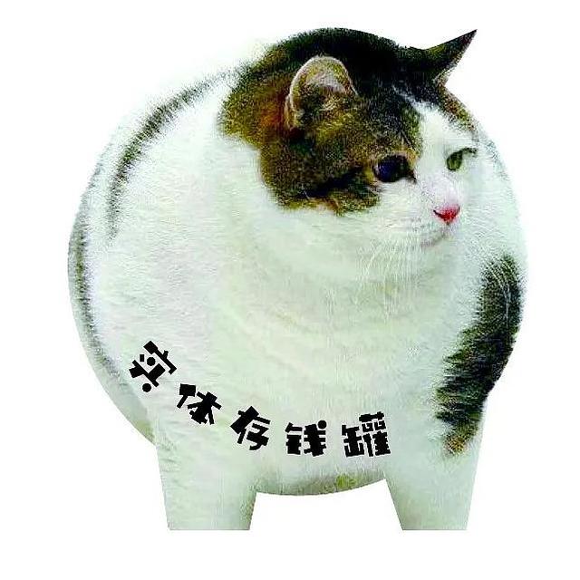 猫咪也有完美曲线？体重标准BCS认识下