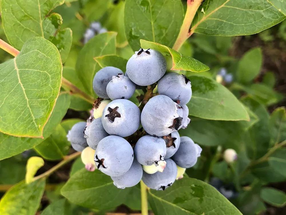 全世界看好的高端蓝莓产区原来藏在云南