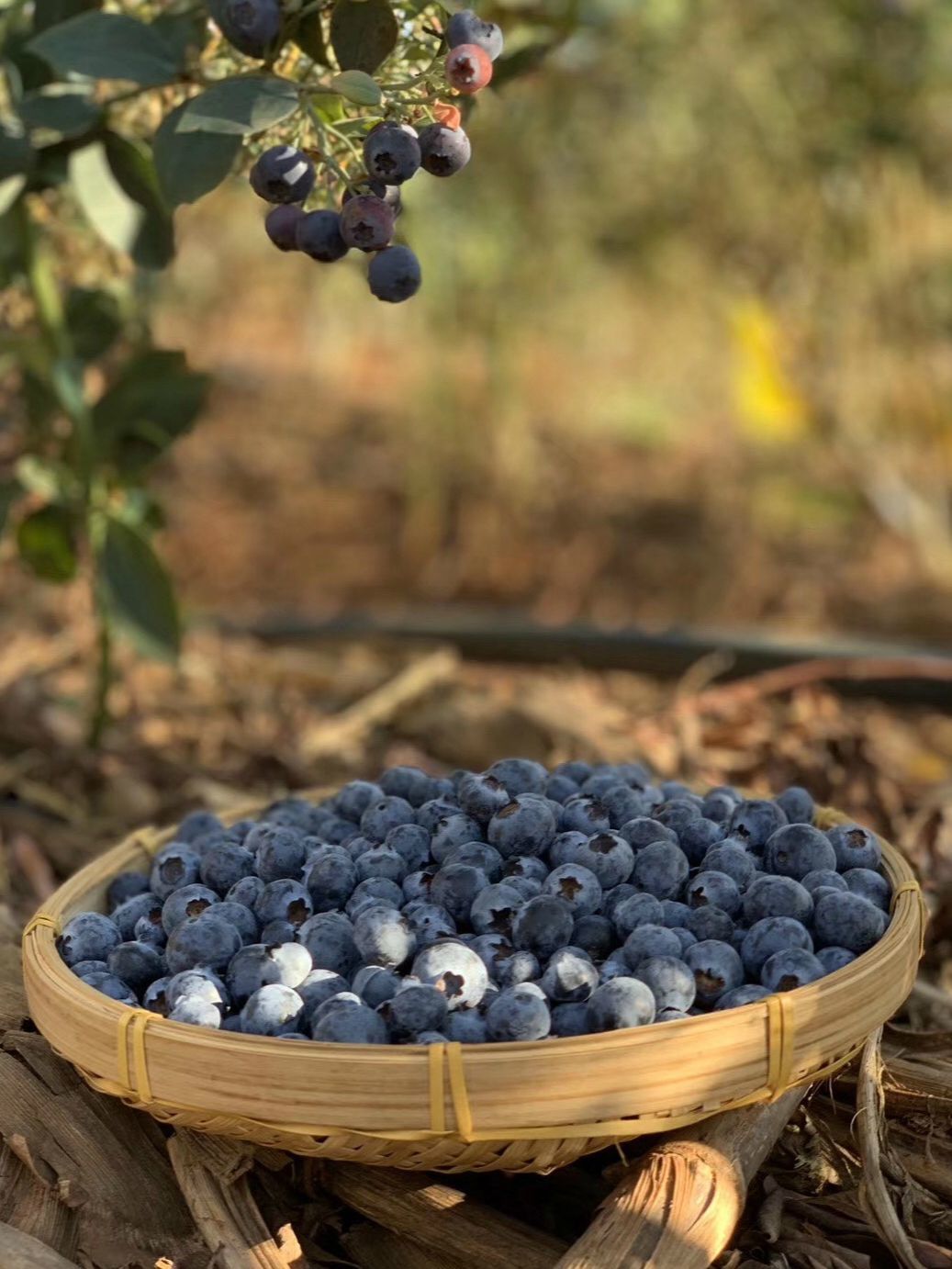 全世界看好的高端蓝莓产区原来藏在云南