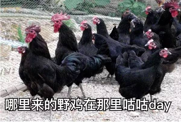 没有一只鸡能活着走出广东 细数广东鸡文化