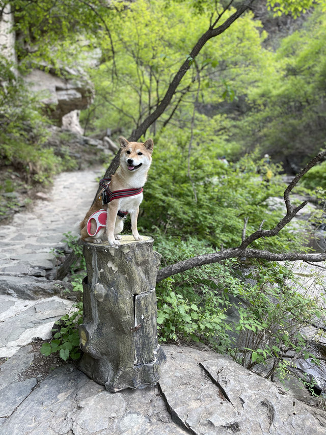 性价比超高狗狗胸背