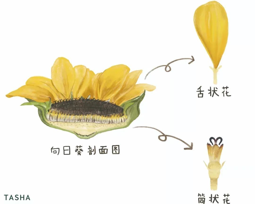 嗑了那么多瓜子，却依然不了解向日葵？